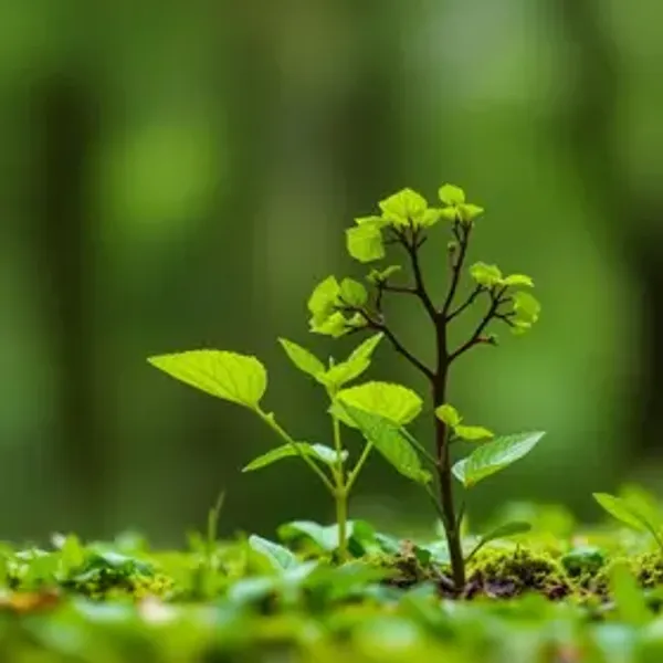 Questões de ecologia com gabarito: pratique com respostas e revisão